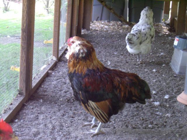 34138_cimg0575.jpg