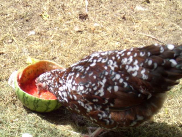 34138_cimg0586.jpg
