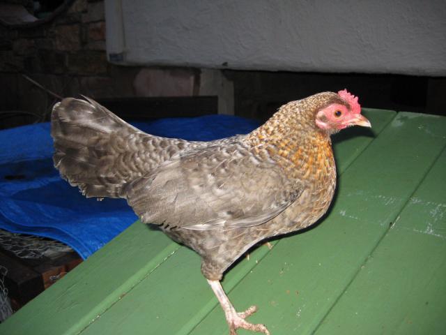 34178_peppo2.jpg