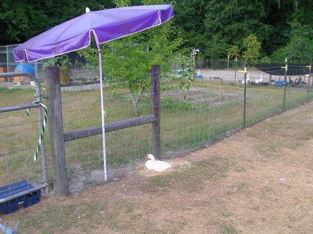 34215_dscn3679.jpg