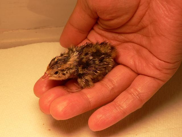 34218_babyquail.jpg