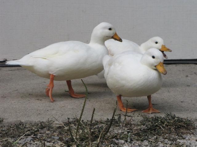 34225_pics8210ducksdeermoreducks_022.jpg