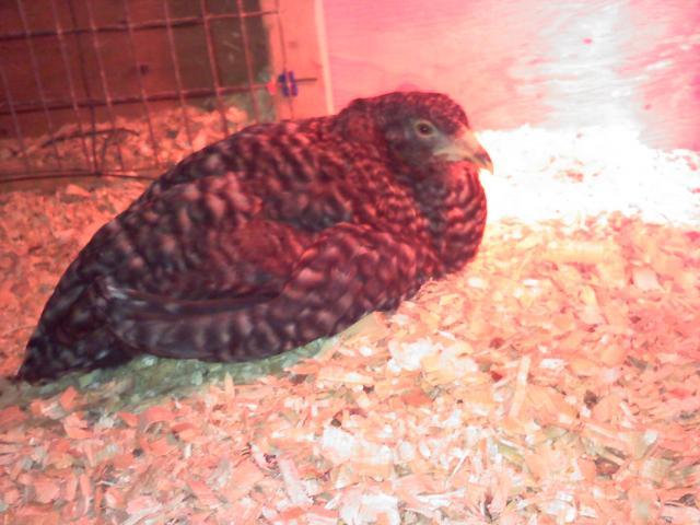 34229_sick_chicky.jpg