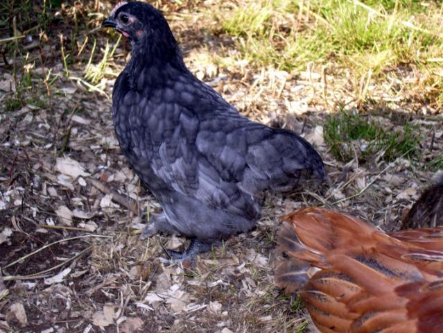 34260_chick_3.jpg