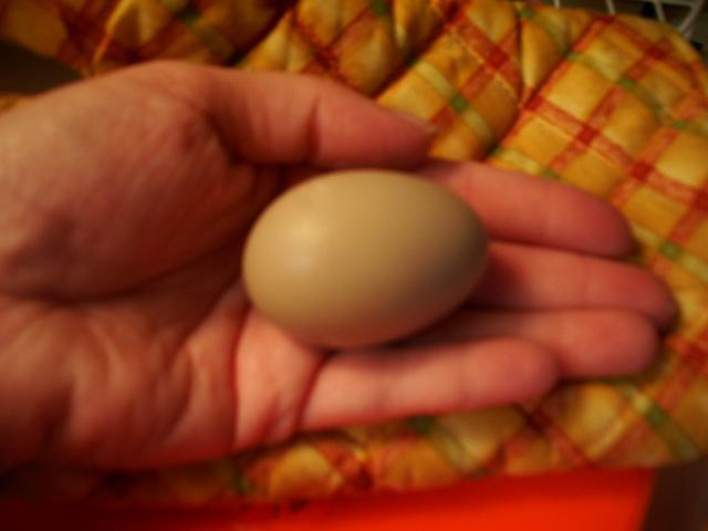 34260_chicken_egg_019.jpg