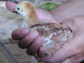 34265_chick1aaa.jpg