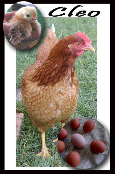 34265_cleo2.jpg