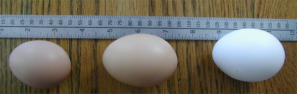 34265_egg1.jpg