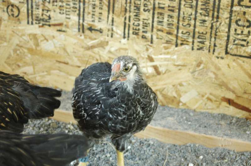 34268_2009-07-27-chickens-6-weeks-_076-800.jpg