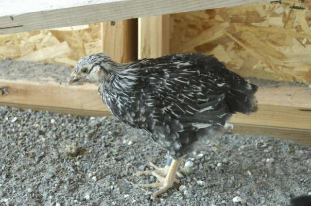 34268_2009-07-27-chickens-6-weeks-_101-800.jpg