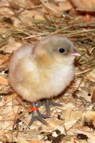 34274_dsc_00283163_small.jpg