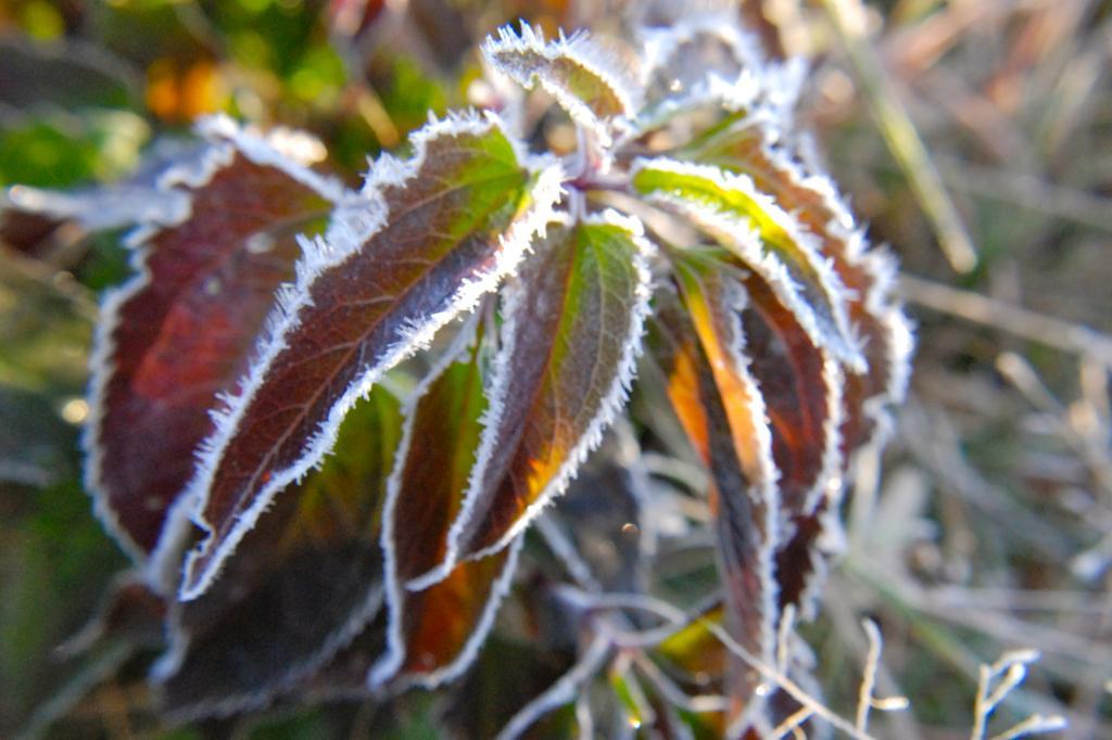 34274_frosty.jpg
