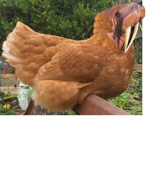 34274_nnprojectbird.jpg