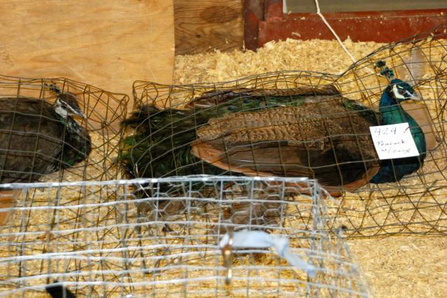 34274_peafowl.jpg