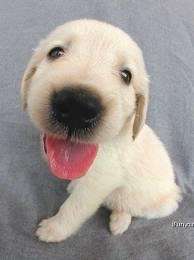 34274_puppy1.jpeg