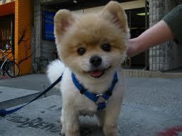 34274_puppy3.jpeg