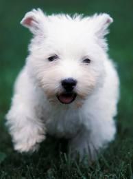 34274_puppy4.jpeg