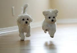 34274_puppy5.jpeg