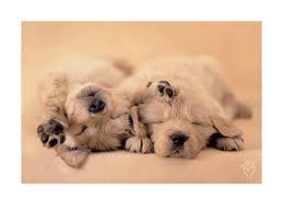 34274_puppy6.jpeg