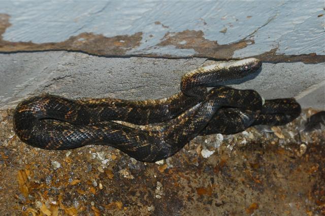 34274_snake.jpg