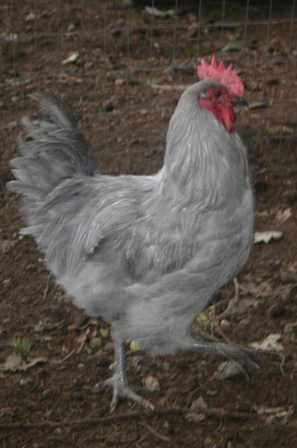 34288_chickens_002.jpg