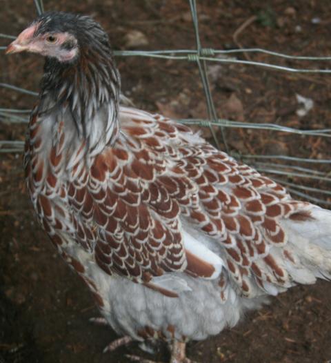 34288_chickens_008.jpg