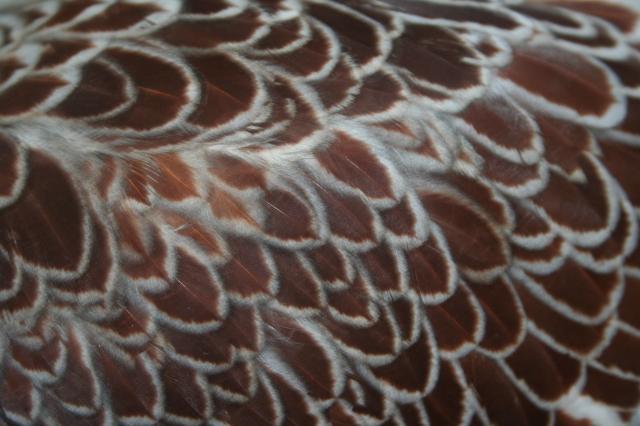 34288_chickens_011.jpg