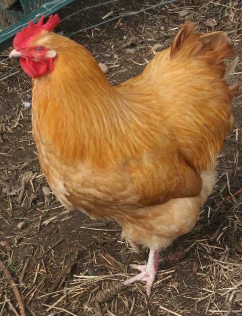34288_chicks_032.jpg
