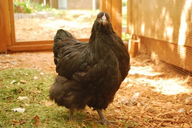 34304_black_orp_pullet_1.jpg