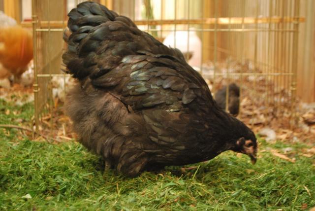 34304_black_orp_pullet_3.jpg