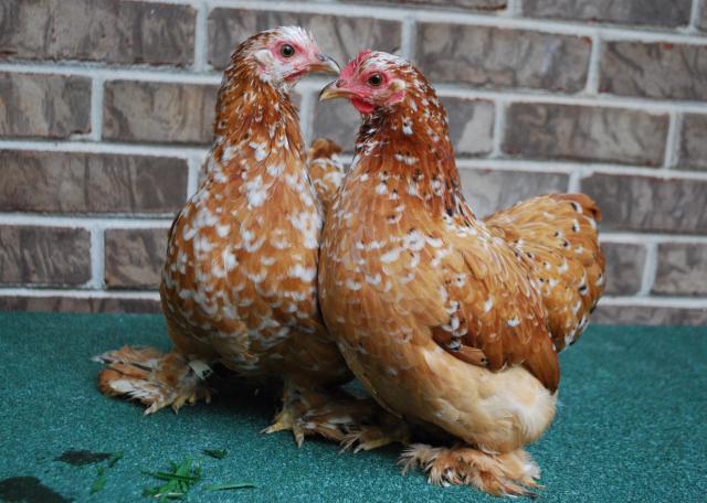 34304_millecochins.jpg