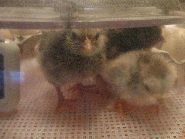34342_-1_2_3_hatched.jpg