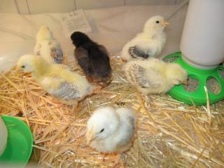 34342_09_dec_25-2_wk_old_chicks.jpg