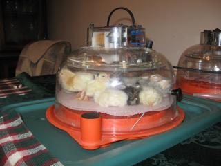 34342_09_dec_25-5_of_6_hatched.jpg