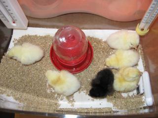34342_09_dec_25-_2_day_old_brooder_chicks.jpg