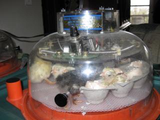 34342_09_dec_25-hatching_chick.jpg