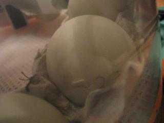 34342_1_hatching.jpg