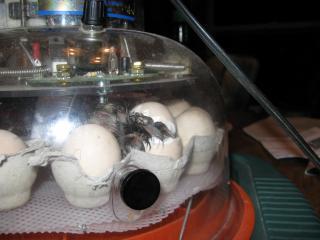 34342_2010_feb_12-1_chick_hatching.jpg
