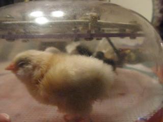 34342_2010_jan_27-day_1-2_chick.jpg