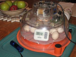 34342_2010_jan_6-2nd_batch_eggs-gina.jpg