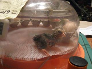 34342_210_feb_12-1_chick_hatched.jpg