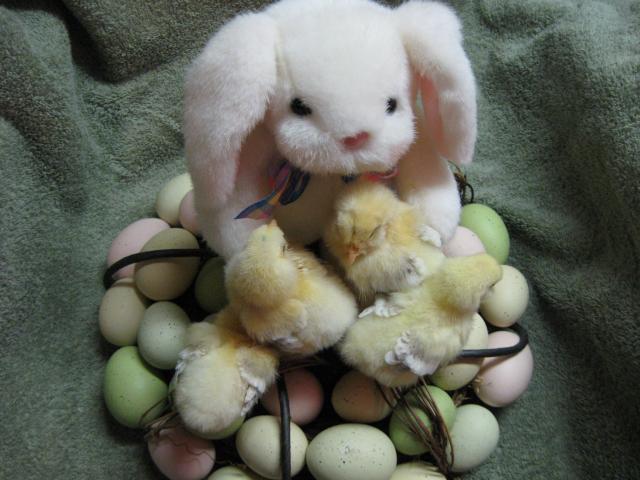 34342_3-18-10_easter_favs_pullets_pics.jpg