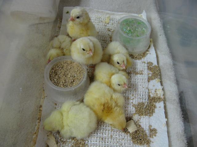 34342_3-18-10_hatch.jpg