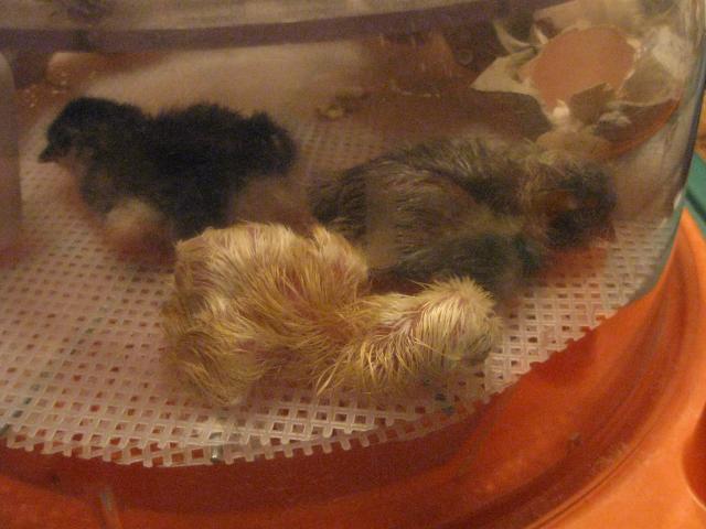 34342_4_5_6_chicks_hatched.jpg