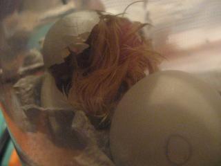 34342_7_hatching.jpg