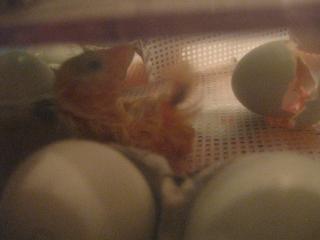 34342_8_hatching.jpg