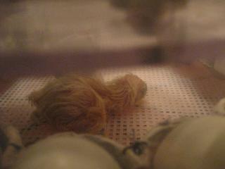 34342__10_hatching.jpg