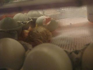 34342__12_hatching.jpg