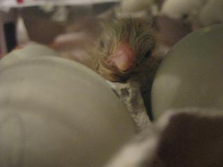 34342__13_hatching.jpg