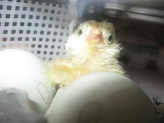 34342__14_hatching.jpg